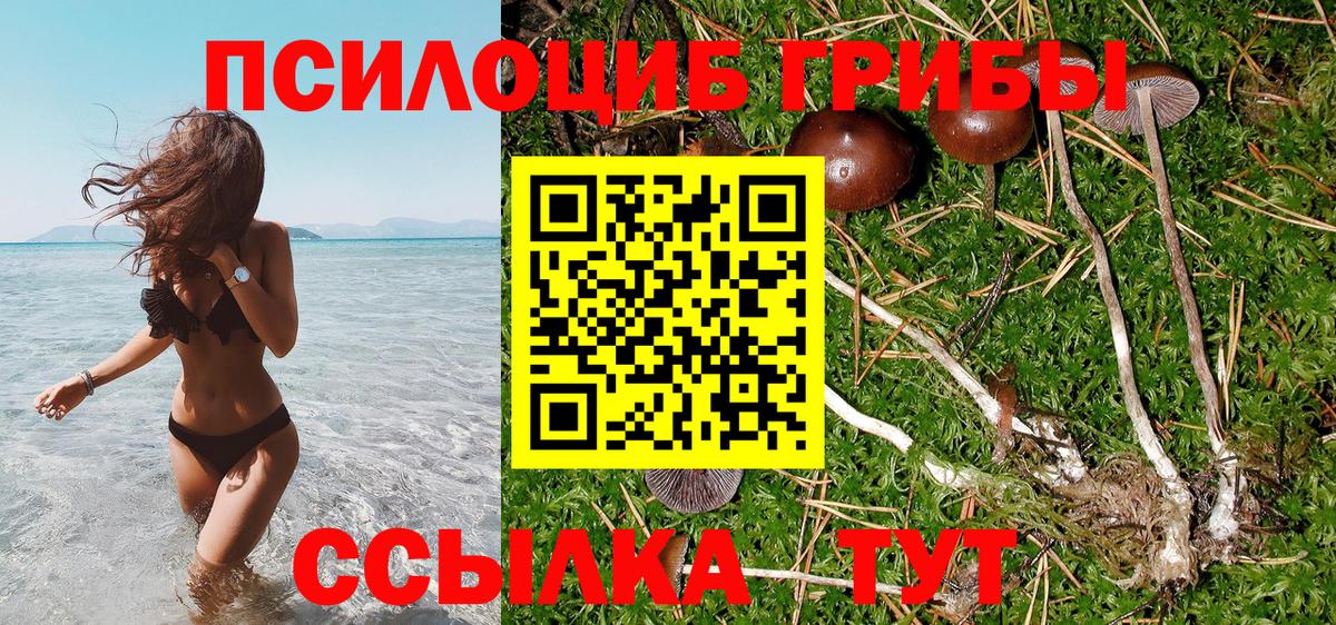 Псилоцибиновые грибы Psilocybine cubensis Бутурлиновка